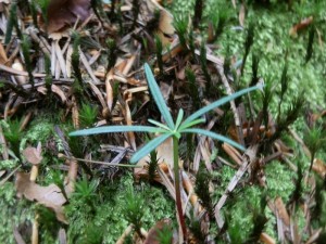 beskid wyspowy 07 (1)